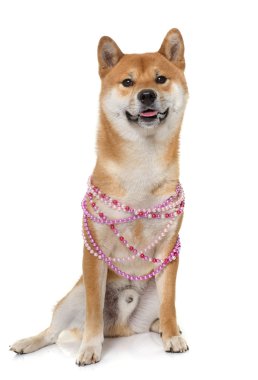 Genç shiba Inu