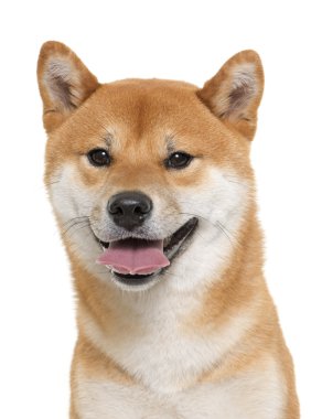 Genç shiba Inu