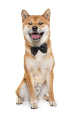 Genç shiba Inu