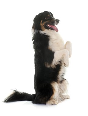 Üç renkli Avustralyalı çoban