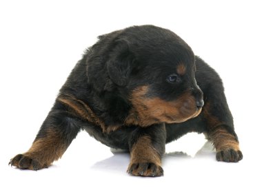 genç yavru rottweiler