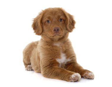 Nova Scotia Duck Tolling Retriever köpek yavrusu