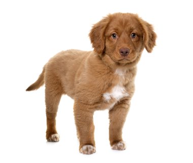 Nova Scotia Duck Tolling Retriever köpek yavrusu