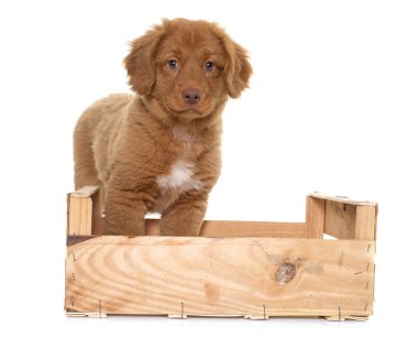 Nova Scotia Duck Tolling Retriever köpek yavrusu