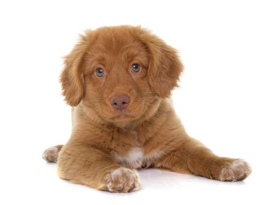 Nova Scotia Duck Tolling Retriever köpek yavrusu