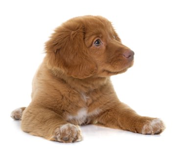 Nova Scotia Duck Tolling Retriever köpek yavrusu