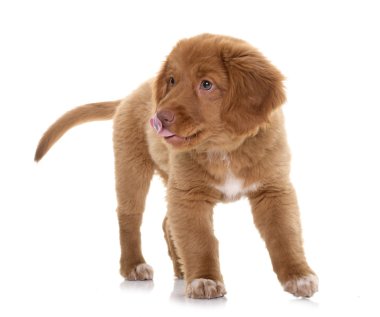 Nova Scotia Duck Tolling Retriever köpek yavrusu