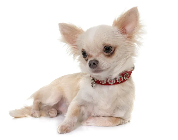 Jovem longhair chihuahua — Fotografia de Stock