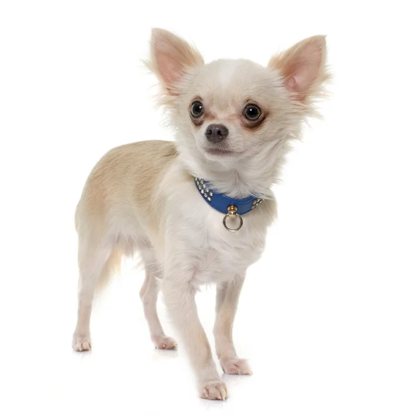 Junger Langhaar-Chihuahua — Stockfoto