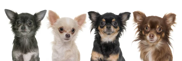 Young longhair chihuahuas — Stock Photo, Image