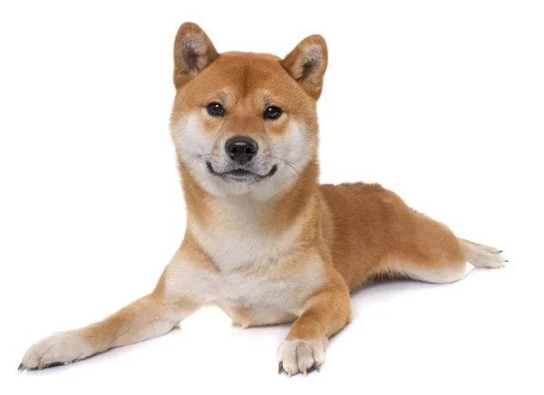 Jonge shiba inu — Stockfoto