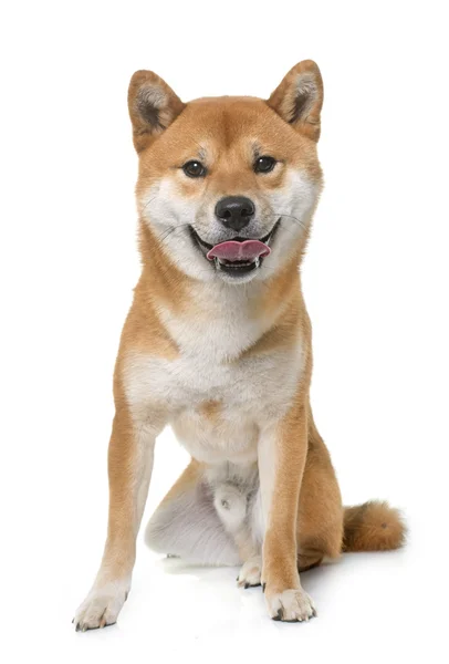 Mladá shiba inu — Stock fotografie