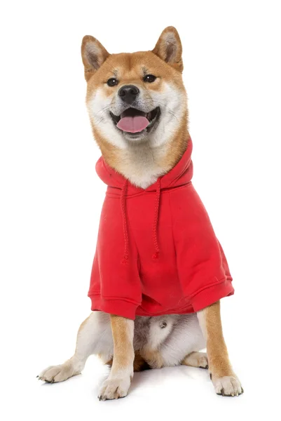 穿好衣服的 shiba inu — 图库照片