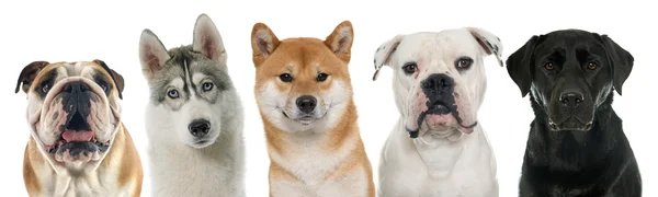 Fünf reinrassige Hunde — Stockfoto