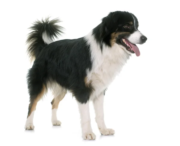 Tricolor australian shepherd — Stockfoto