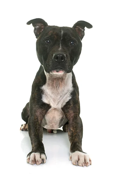 Staffordshire Bull Terrier — Zdjęcie stockowe