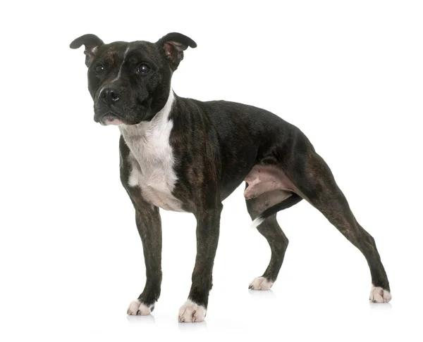 Staffordshire Bull Terrier — Stock fotografie