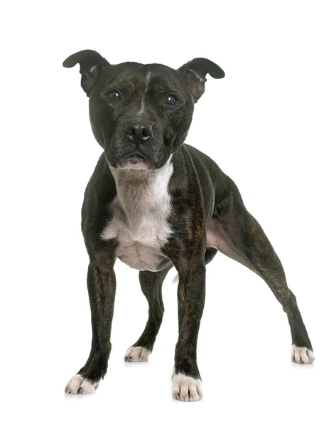 Staffordshire terrier toro — Foto de Stock