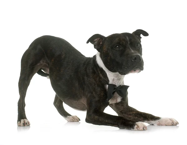 Bow of staffordshire bull terrier — Stock Photo, Image