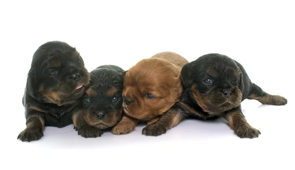 Puppies cavalier king charles — Stock Photo, Image