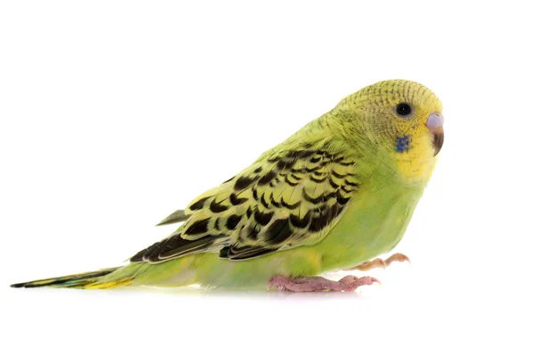 Giovane budgerigar colorato — Foto Stock