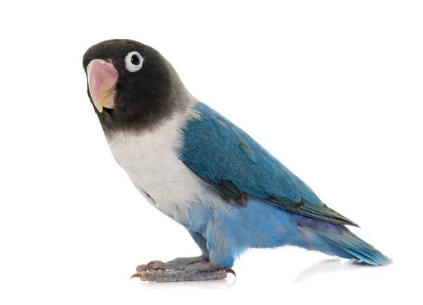 Blue masqued lovebird — Stock Photo, Image