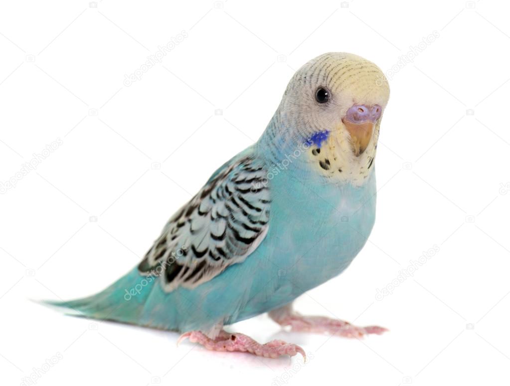 young colorful budgerigar