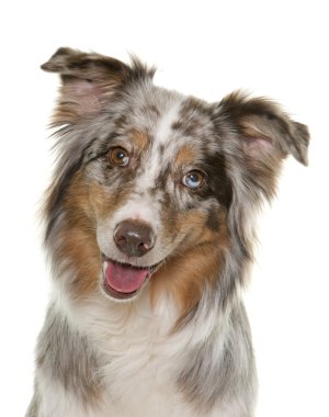 Üç renkli Avustralyalı çoban