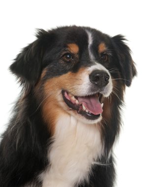 Üç renkli Avustralyalı çoban