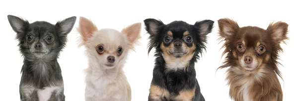 Genç longhair chihuahuas — Stok fotoğraf