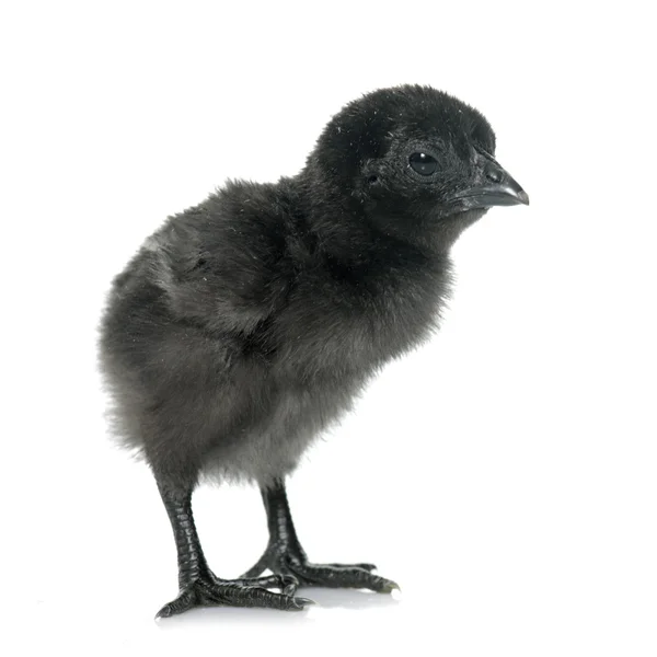 Ayam cemani pulcino — Foto Stock