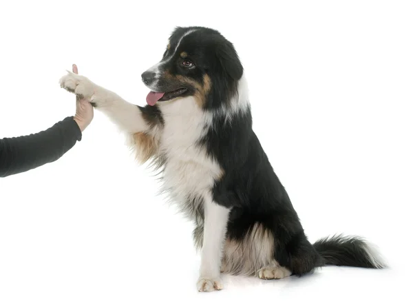 Tricolor australian shepherd — Stockfoto