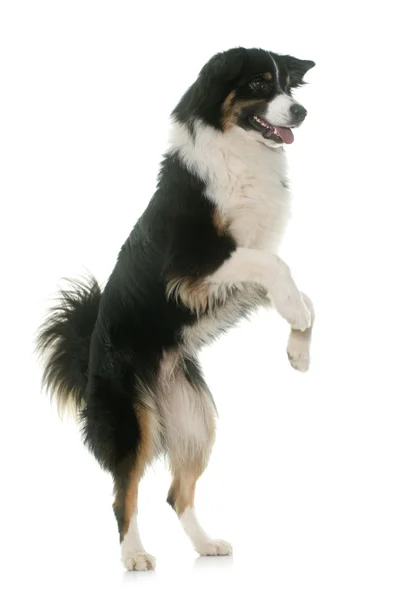 Tricolor australischer Schäferhund — Stockfoto