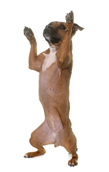 Staffordshire touro terrier — Fotografia de Stock