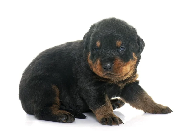 Cachorro joven rottweiler — Foto de Stock