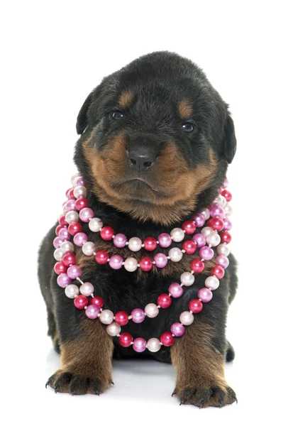 Ung valp rottweiler — Stockfoto