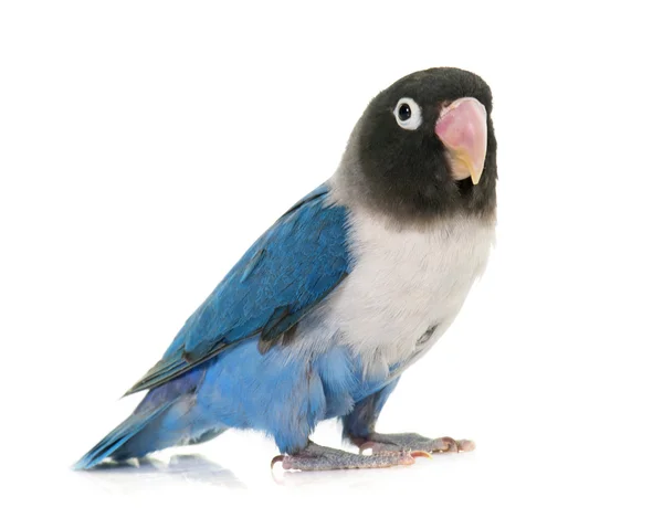 Blue masqued lovebird — Stock Photo, Image