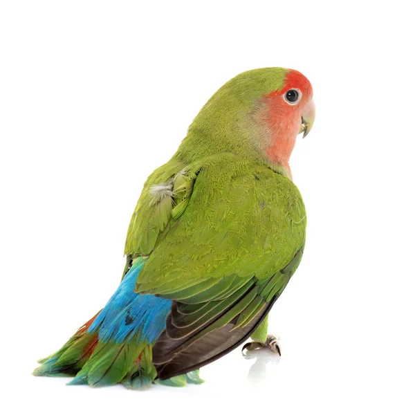 Pêssego enfrentado lovebird — Fotografia de Stock