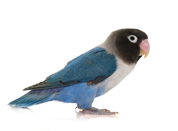 Blue masqued lovebird — Stock Photo, Image