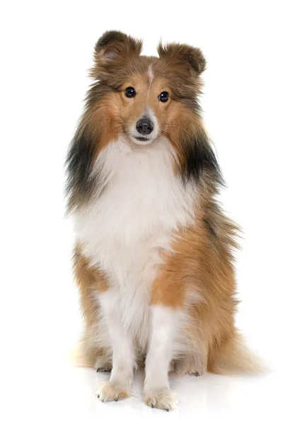 Young shetland dog — Stock Photo, Image