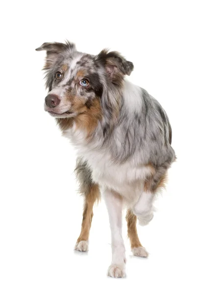 Tricolor australian shepherd — Stock Photo, Image