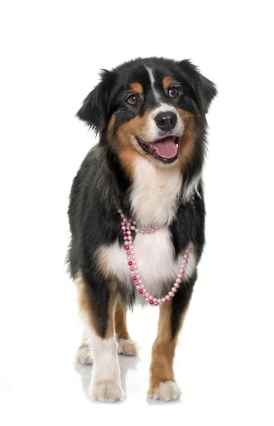 Tricolor australischer Schäferhund — Stockfoto