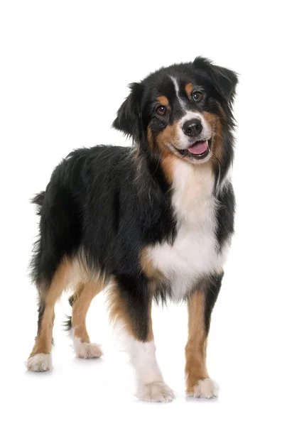 Tricolor australian shepherd — Stock Photo, Image