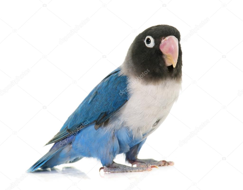 blue masqued lovebird