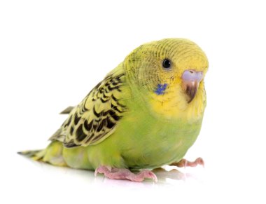 Genç renkli muhabbet kuşu