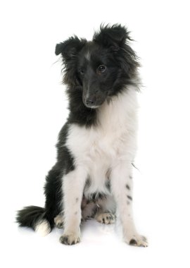 köpek yavrusu shetland koyun