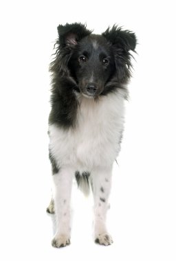 köpek yavrusu shetland koyun