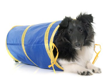 köpek yavrusu shetland koyun içinde çeviklik