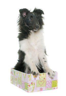köpek yavrusu shetland koyun