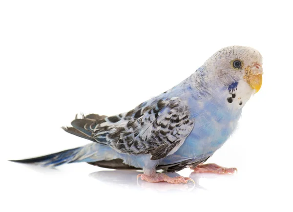 Unga färgglada Papegojor vågiga — Stockfoto